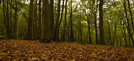 Photo for Beautiful view of the forest of Colfontaine - Royalty Free Image