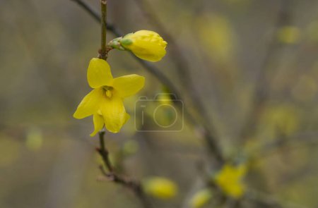 Photo for Beautiful close-up of forsythia x intermedia - Royalty Free Image