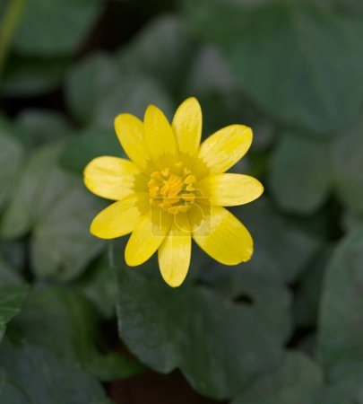 Foto de Hermoso primer plano de una flor ficaria verna - Imagen libre de derechos