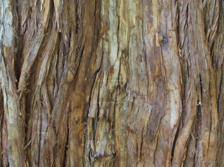 Photo for Beautiful close-up of the bark of thuja plicata - Royalty Free Image