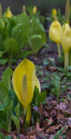Photo for Beautiful close-up of a lysichiton americanus flower - Royalty Free Image