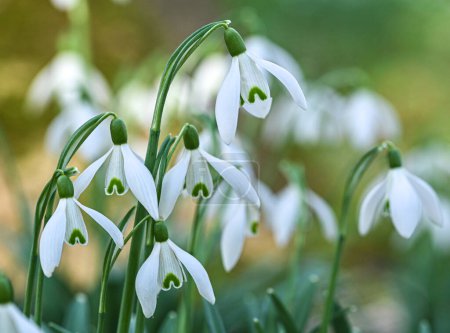 Beautiful close-up of a galanthus nivalis flower