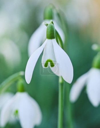Beautiful close-up of a galanthus nivalis flower