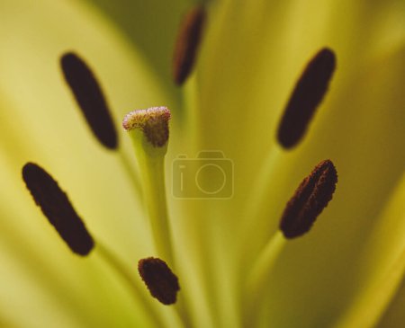 Beautiful close-up of a stigma of a lilium