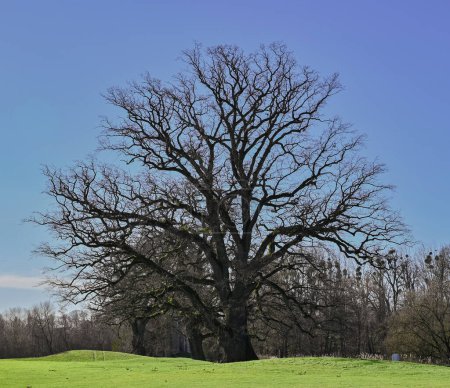 Beautiful view of an oak tree