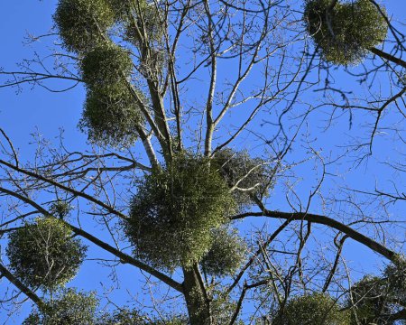 Einige Misteln auf ihren Wirtsbäumen im Winter