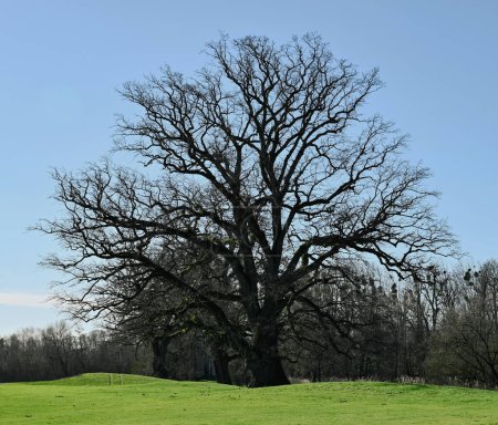 Beautiful view of an oak tree