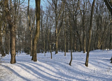 Foto de Hermoso paisaje de invierno en Bélgica - Imagen libre de derechos