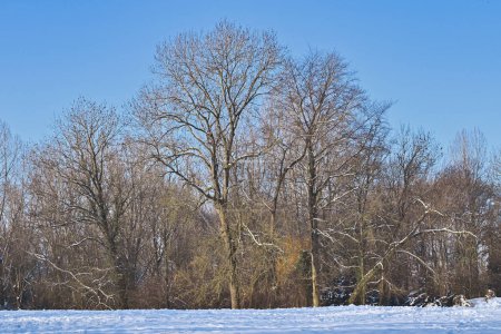 Foto de Hermoso paisaje de invierno en Bélgica - Imagen libre de derechos
