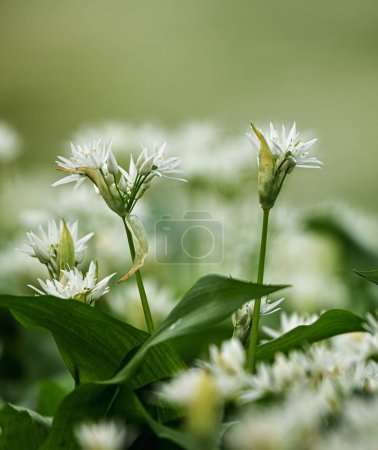 Schöne Nahaufnahme von Allium ursinum