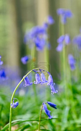Photo for Beautiful close-up of hyacinthoides non-scripta - Royalty Free Image