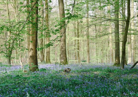 Photo for Beautiful view of the Hallerbos - Royalty Free Image