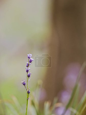 Téléchargez les photos : Beau gros plan de hyacinthoides non-scripta - en image libre de droit