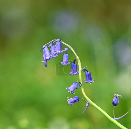 Photo for Beautiful close-up of hyacinthoides non-scripta - Royalty Free Image