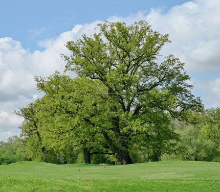 Schöne Aussicht auf Quercus robur