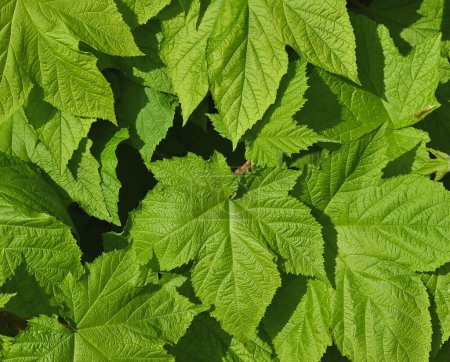 Beautiful details of the leaves of rubus odoratus