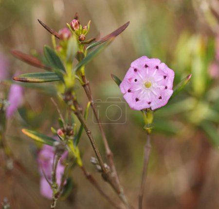 Photo for Beautiful close-up of kalmia polifolia - Royalty Free Image