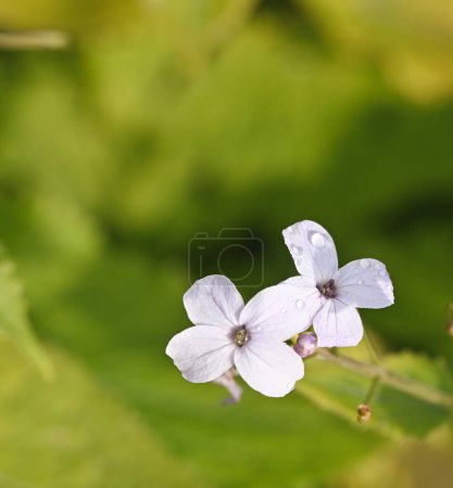Beautiful close-up of lunaria rediviva