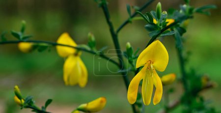 Photo for Beautiful close-up of cytisus scoparius - Royalty Free Image