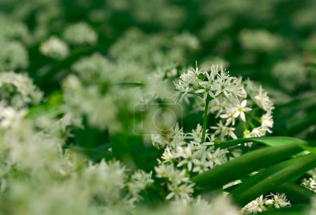 Schöne Nahaufnahme von Allium ursinum