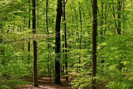 Téléchargez les photos : Belle vue sur le bois de Staneux - en image libre de droit