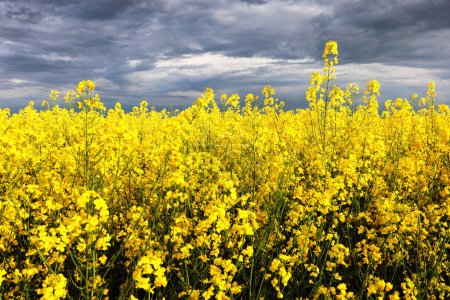 Téléchargez les photos : Champ de colza jaune aux nuages sombres, agriculture d'Erurope - en image libre de droit