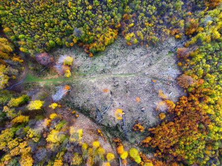 Téléchargez les photos : Vue aérienne sur un magnifique paysage forestier d'automne. Arbres colorés dans le bois. - en image libre de droit