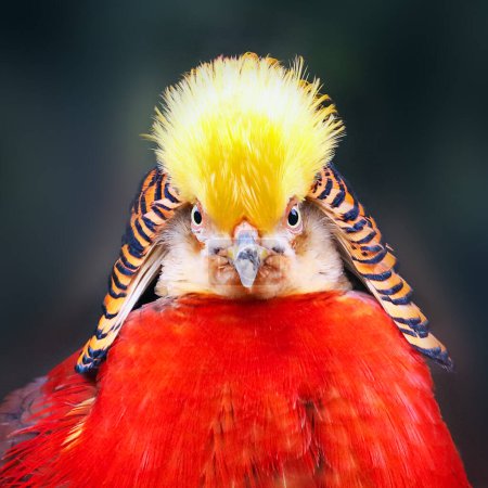 Photo for Golden Pheasant in wild nature - Royalty Free Image