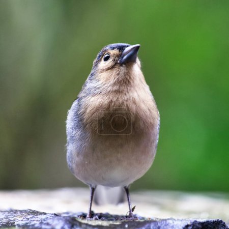 Téléchargez les photos : Oiseau de Madère Chaffinch, faune sauvage - île de Madère, Portugal - en image libre de droit
