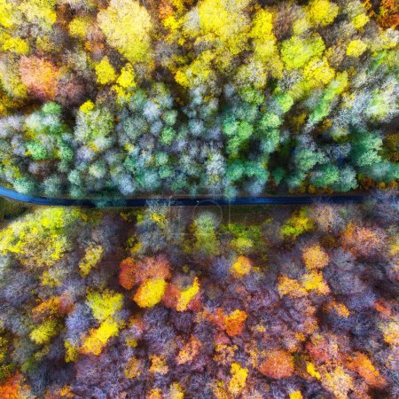 Téléchargez les photos : Vue aérienne sur un magnifique paysage forestier d'automne. Arbres colorés dans le bois. - en image libre de droit
