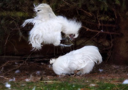 Téléchargez les photos : Silkie bite attaque coq combat - bataille de la nature. Faune de poulet. - en image libre de droit