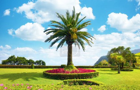 Téléchargez les photos : Palmier canari dans le jardin du Miradouro de Ponta do Sossego sur l'île de Sao Miguel dans l'archipel des Açores - en image libre de droit