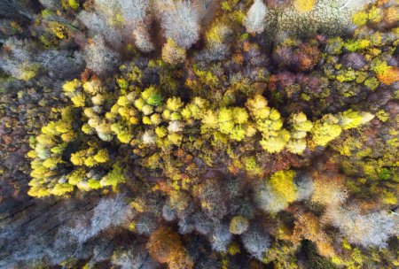 Téléchargez les photos : Automne en forêt vue aérienne. Forêt mixte. Lumière douce dans les bois ou le parc de campagne. pousse de drone au-dessus de texture verte colorée dans la nature - en image libre de droit