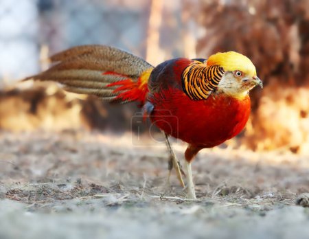 Golden Pheasant in wild nature