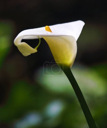 Perfekte weiße Calla-Lilie, Nahaufnahme der schönen weißen Blume in voller Blüte Wilde Blume im Azoren-Regenwald