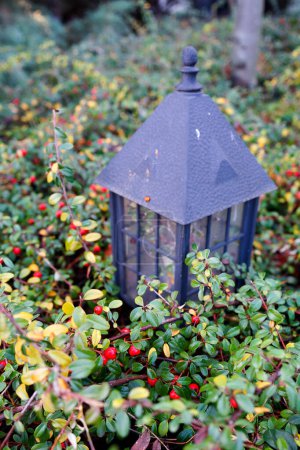 Foto de Bayas rojas de arándano como decoración de jardín - Imagen libre de derechos