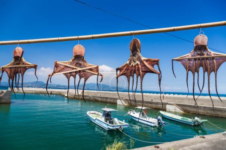 Sun dried octopus hanging on bamboo on Amakusa coast, Kumamoto Prefecture, Japan.
