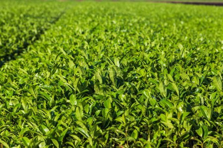 Téléchargez les photos : Oolong tea field in Chiran, Kyushu and blue sky - en image libre de droit