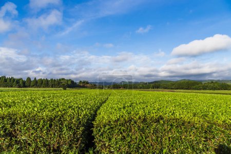 Téléchargez les photos : Oolong tea field in Chiran, Kyushu and blue sky - en image libre de droit