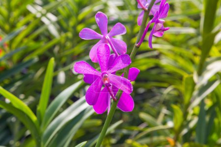 Photo for Purple Cattleya orchids in the garden. - Royalty Free Image