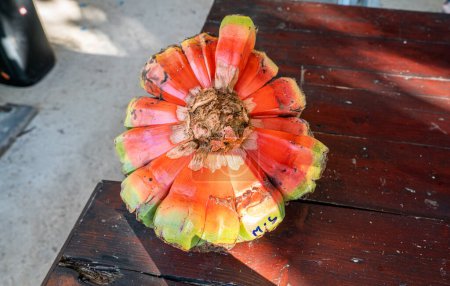 Screw pine - local tropical fruit in Maldives island