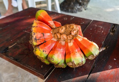 Screw pine - local tropical fruit in Maldives island