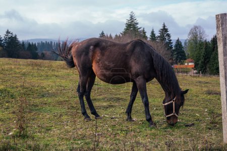 Foto de Vista lateral de un caballo marrón comiendo hierba - Imagen libre de derechos