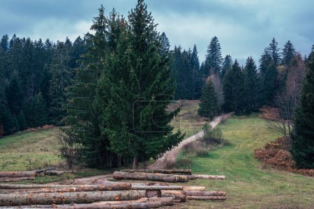 Foto de Bosque de coníferas y un montón de madera - Imagen libre de derechos