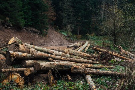 Téléchargez les photos : Pieu de bois sur le côté de la route forestière - en image libre de droit