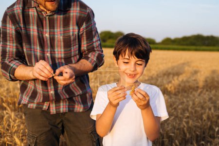 Téléchargez les photos : Le garçon explore et apprend les cultures de blé avec son père - en image libre de droit