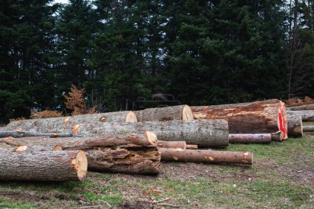 Téléchargez les photos : Un tas de bois, abattage forestier - en image libre de droit