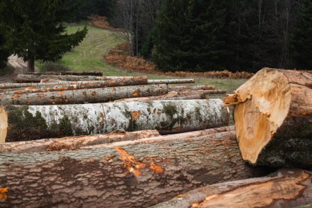 Téléchargez les photos : Un tas de bois dans la nature - en image libre de droit