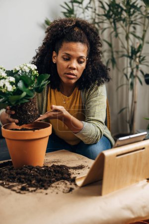 Téléchargez les photos : Une femme métissée suit les instructions et place doucement une plante dans un pot de fleurs - en image libre de droit