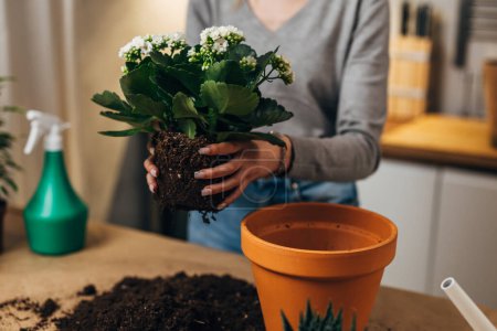 Téléchargez les photos : Vue rapprochée des mains plaçant une plante dans un pot de fleurs - en image libre de droit